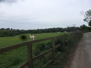 Albion day 1 - London to Canvey 017