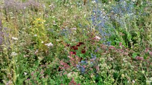 IMG_20140816_190507411_HDR