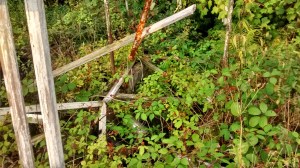 IMG_20140816_191552223_HDR