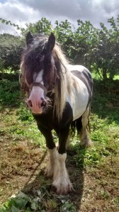 IMG_20140817_134811545_HDR